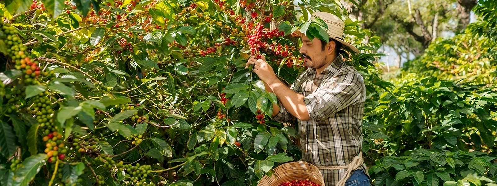 Five Beans Colombia (1)