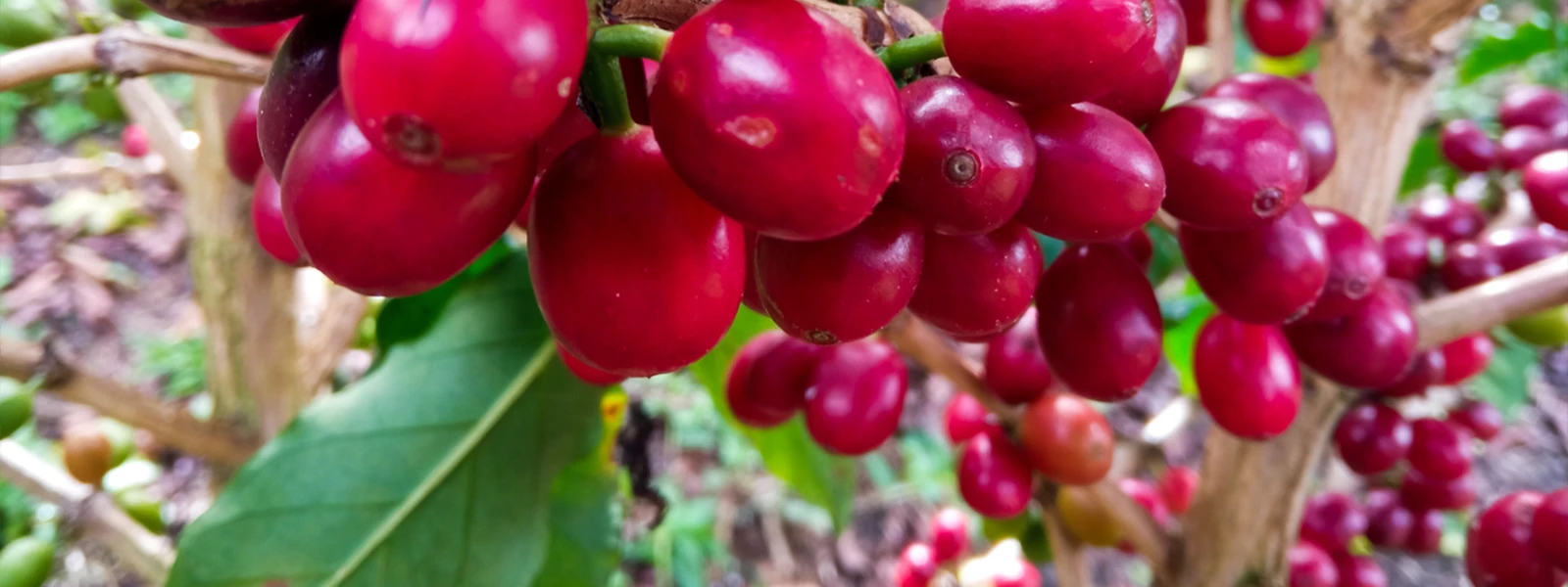 Five Beans Colombia (2)