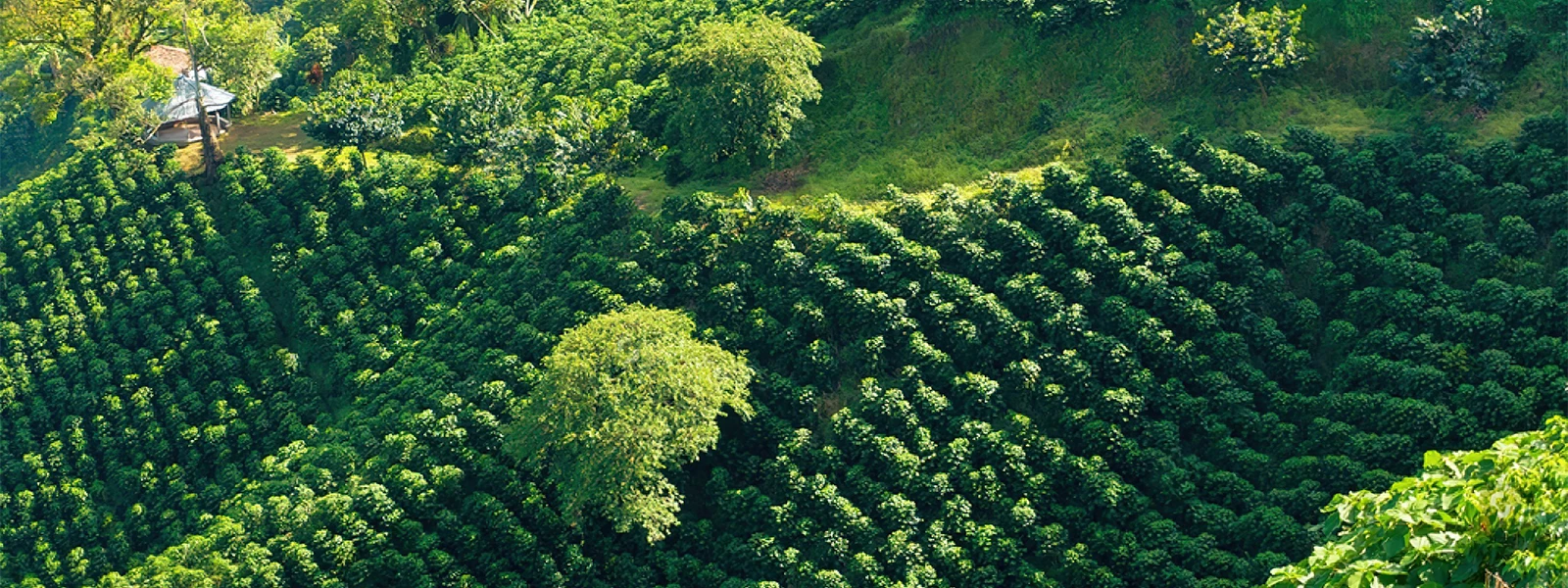 Five Beans Colombia (3)