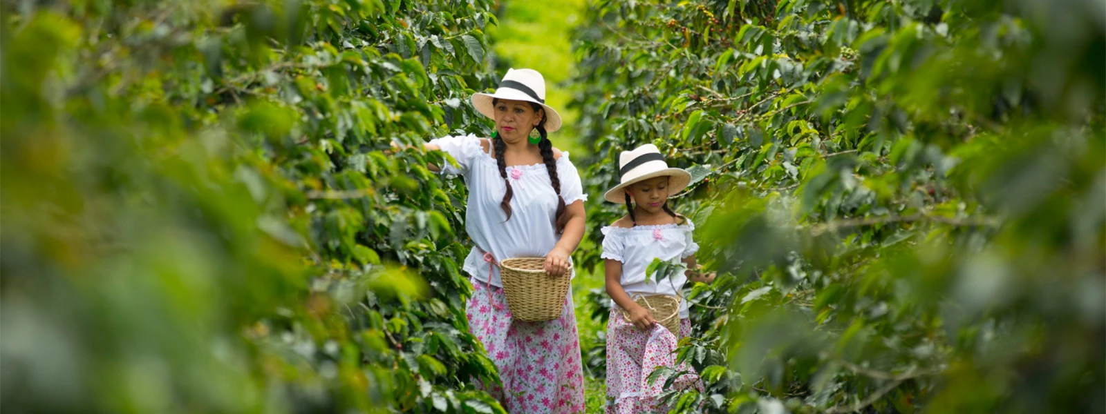 Five Beans Colombia (7)